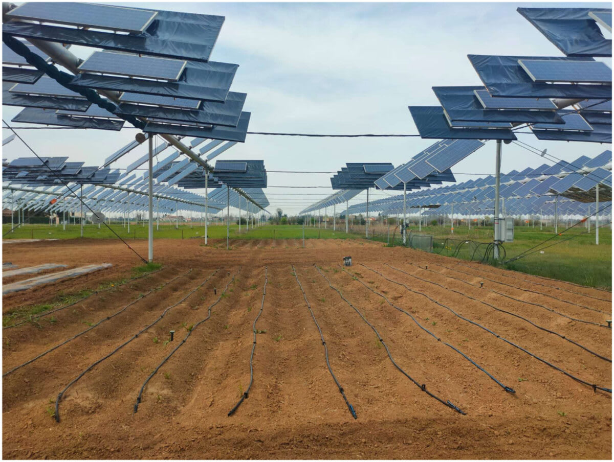Solar Farms and Potatoes Thrive Together in Italian Fields