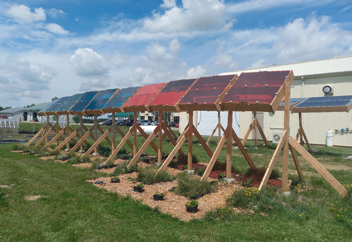 Transparent solar panels mounted on stilts above green turnip plants growing in field