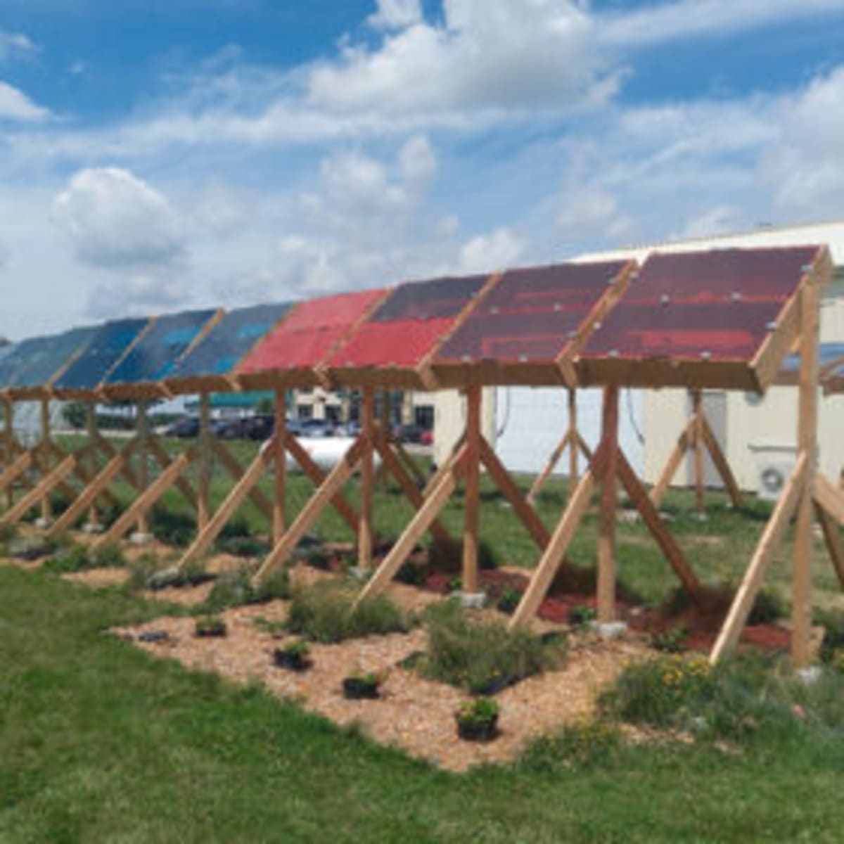 Solar Panels Grow 176g Turnips While Making Clean Energy - Image 2