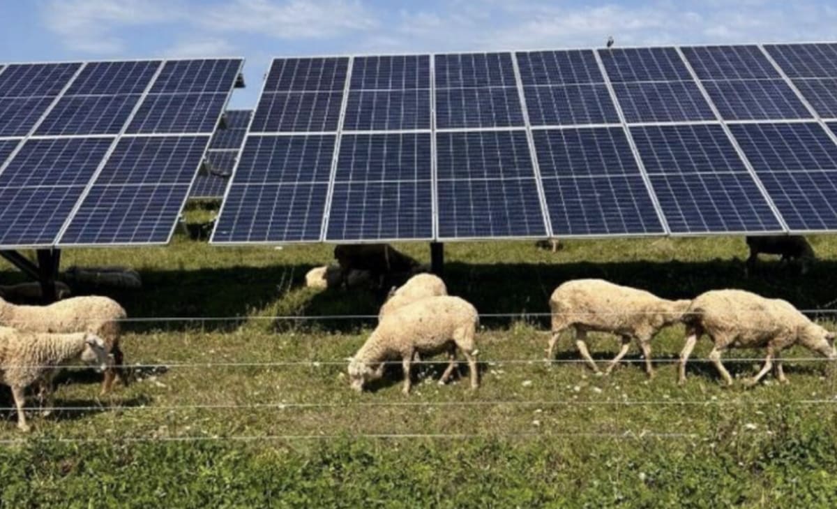 Sheep Grazing Under Solar Panels Boosts Farm Profits 40%