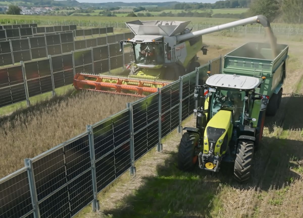 Solar panels installed vertically on farmland with crops growing between rows of panels