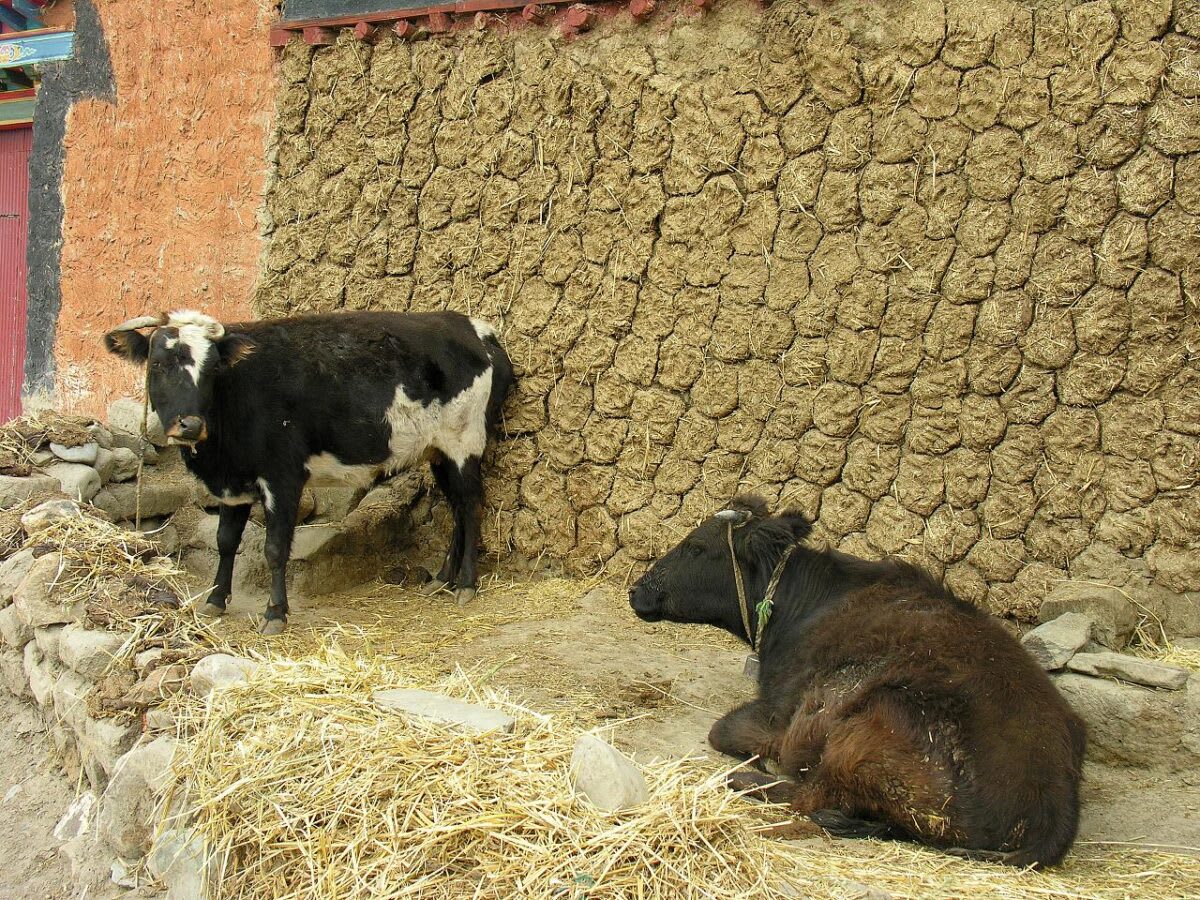 Solar-Powered System Turns Cow Dung Into Clean Energy
