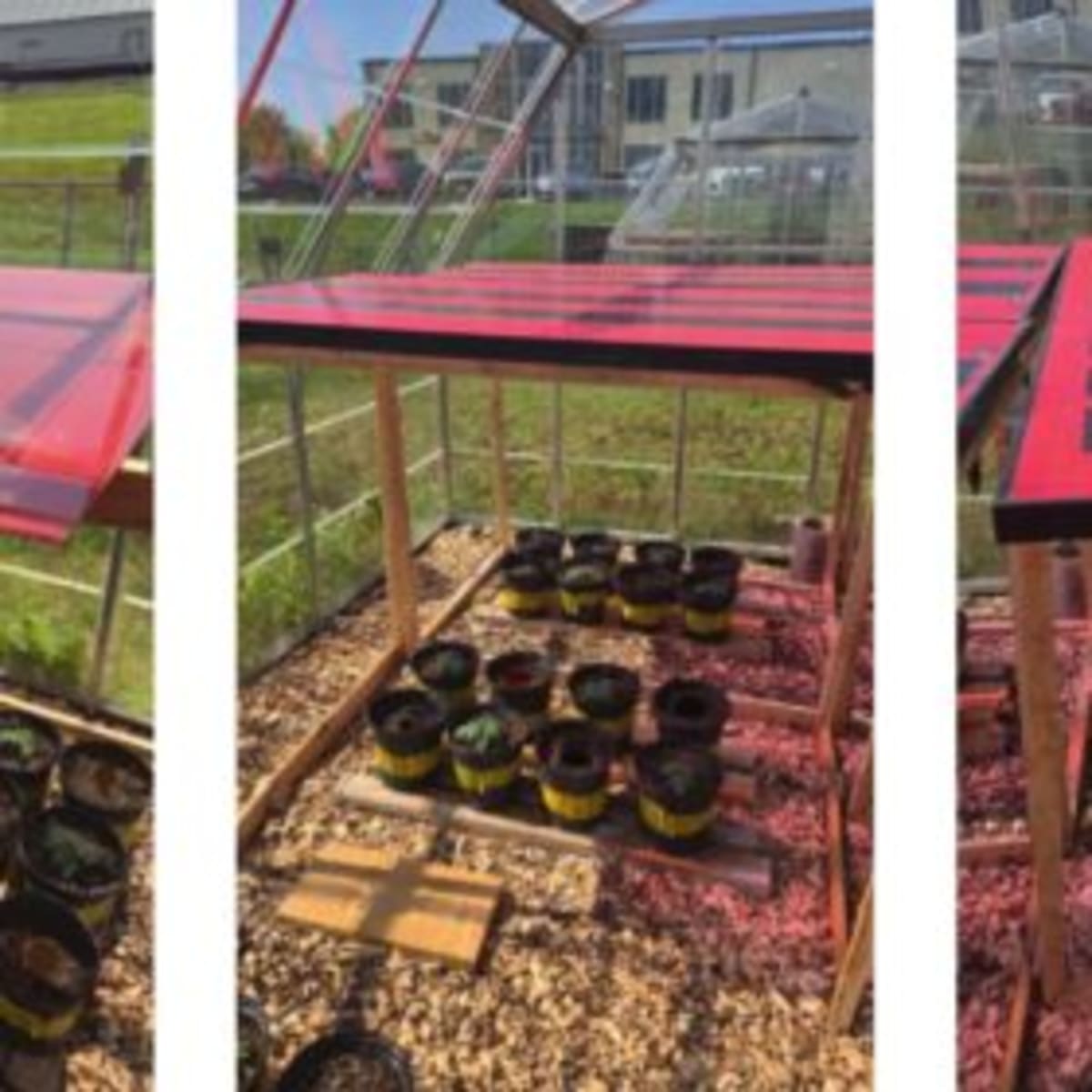 Canadian Greenhouses Go Solar, Boost Tomato Yields by 38% - Image 2