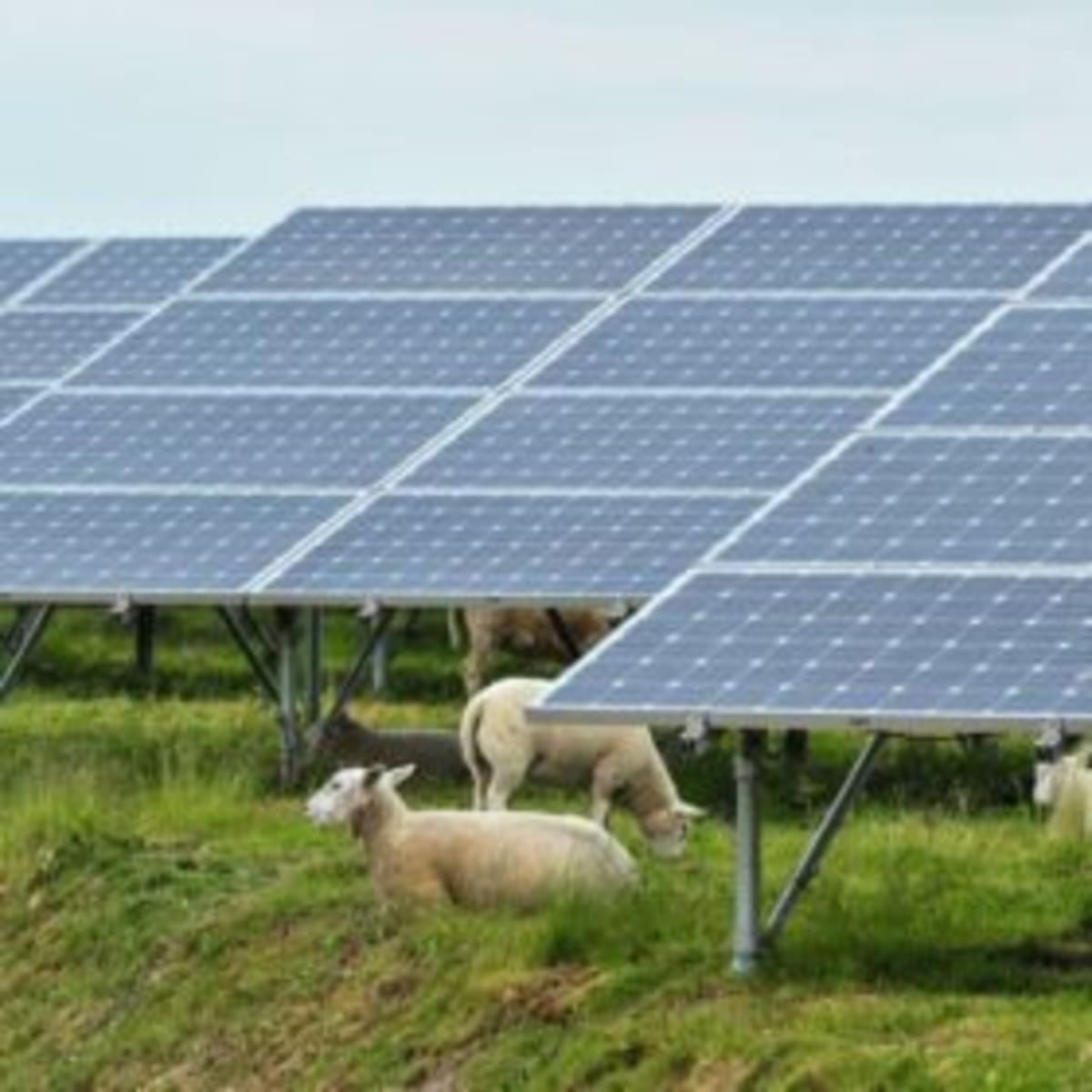 Solar Panels Make Cattle Feed More Nutritious, Study Finds - Image 2