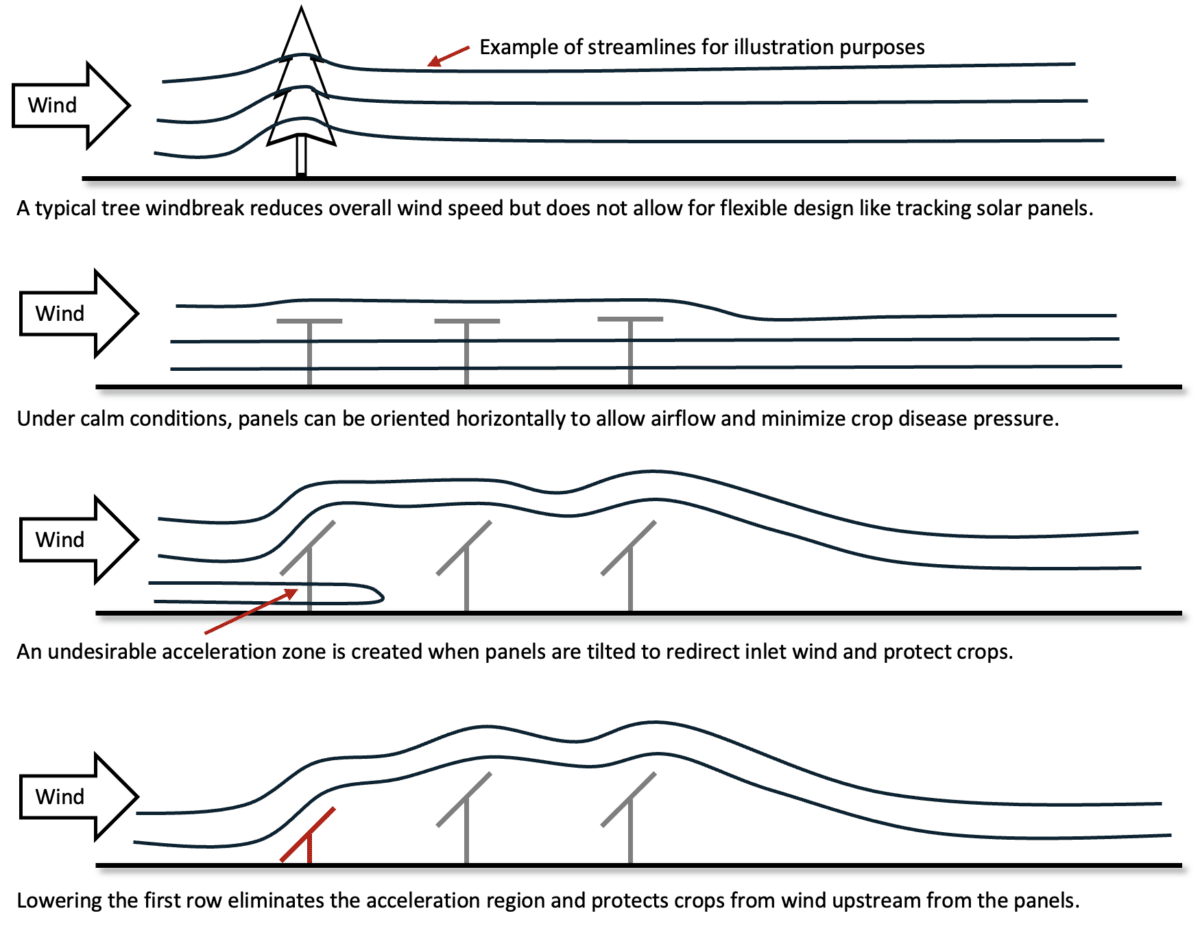 Solar Panels Cut Crop Wind Damage by 70%, Cornell Finds
