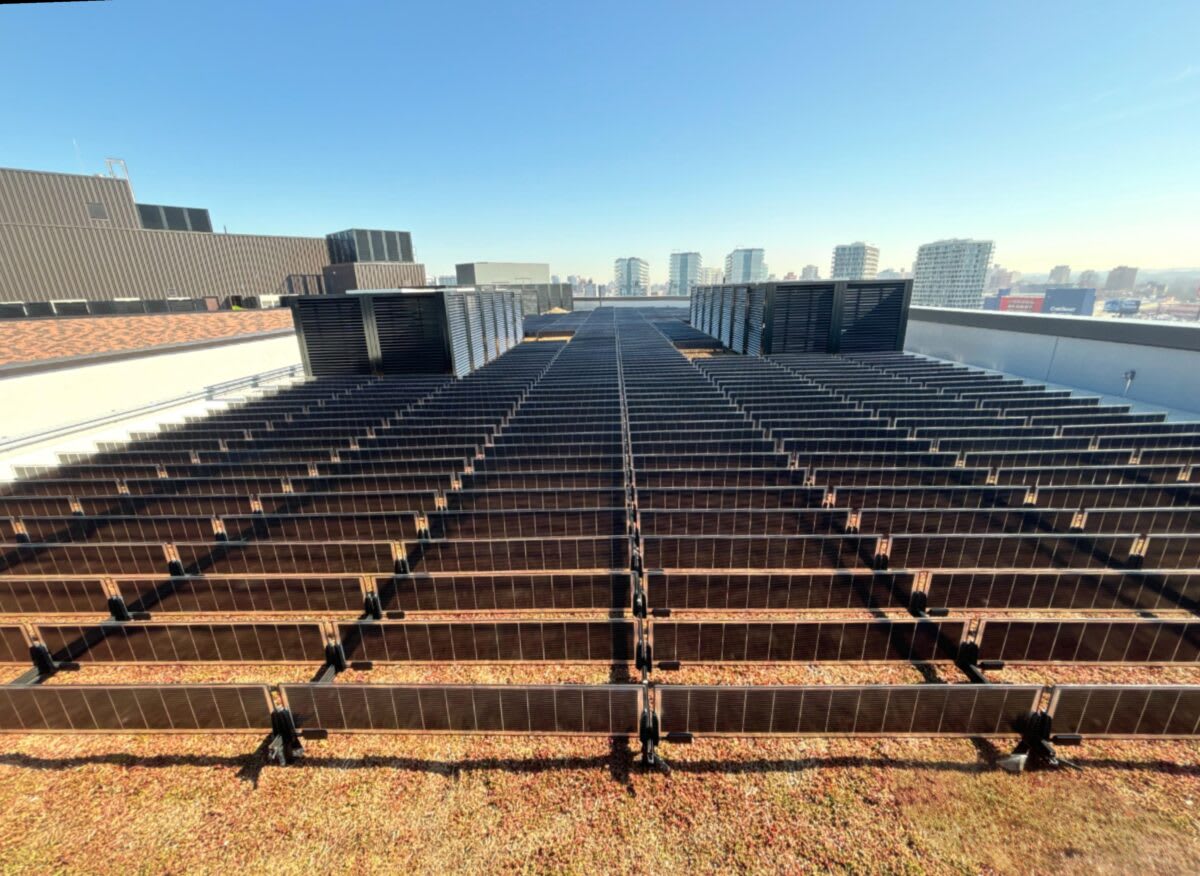 Vertical solar panels standing upright on Queens rooftop with green vegetation growing beneath them