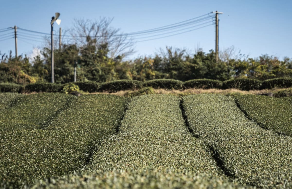 South Korea Passes First Law Merging Solar Power and Farms