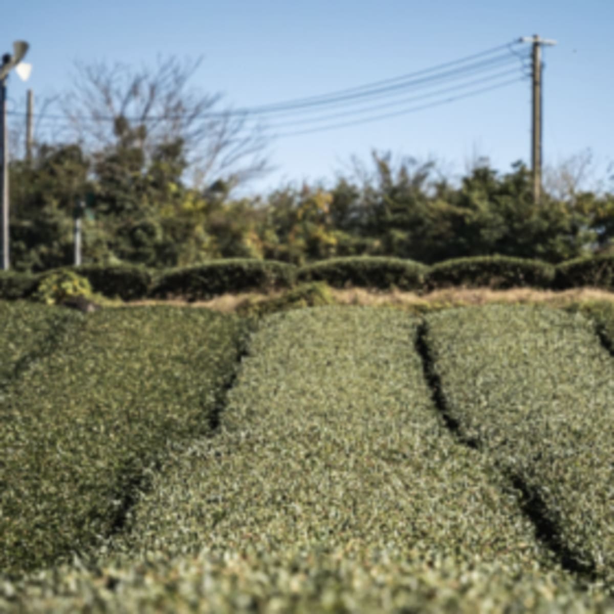 South Korea Passes First Law Merging Solar Power and Farms - Image 2