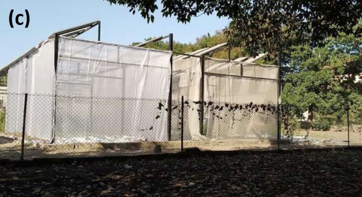 Indian Solar Farm Grows Peppers and Power, Doubles Land Use