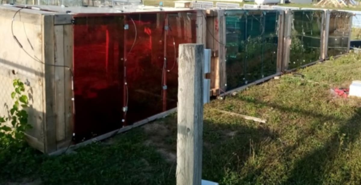 Wooden cold frame with transparent solar panels on top, growing romaine lettuce inside