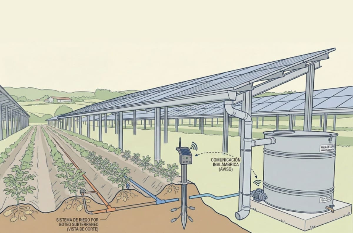 Solar panels installed above growing crops with irrigation system underneath at agricultural site