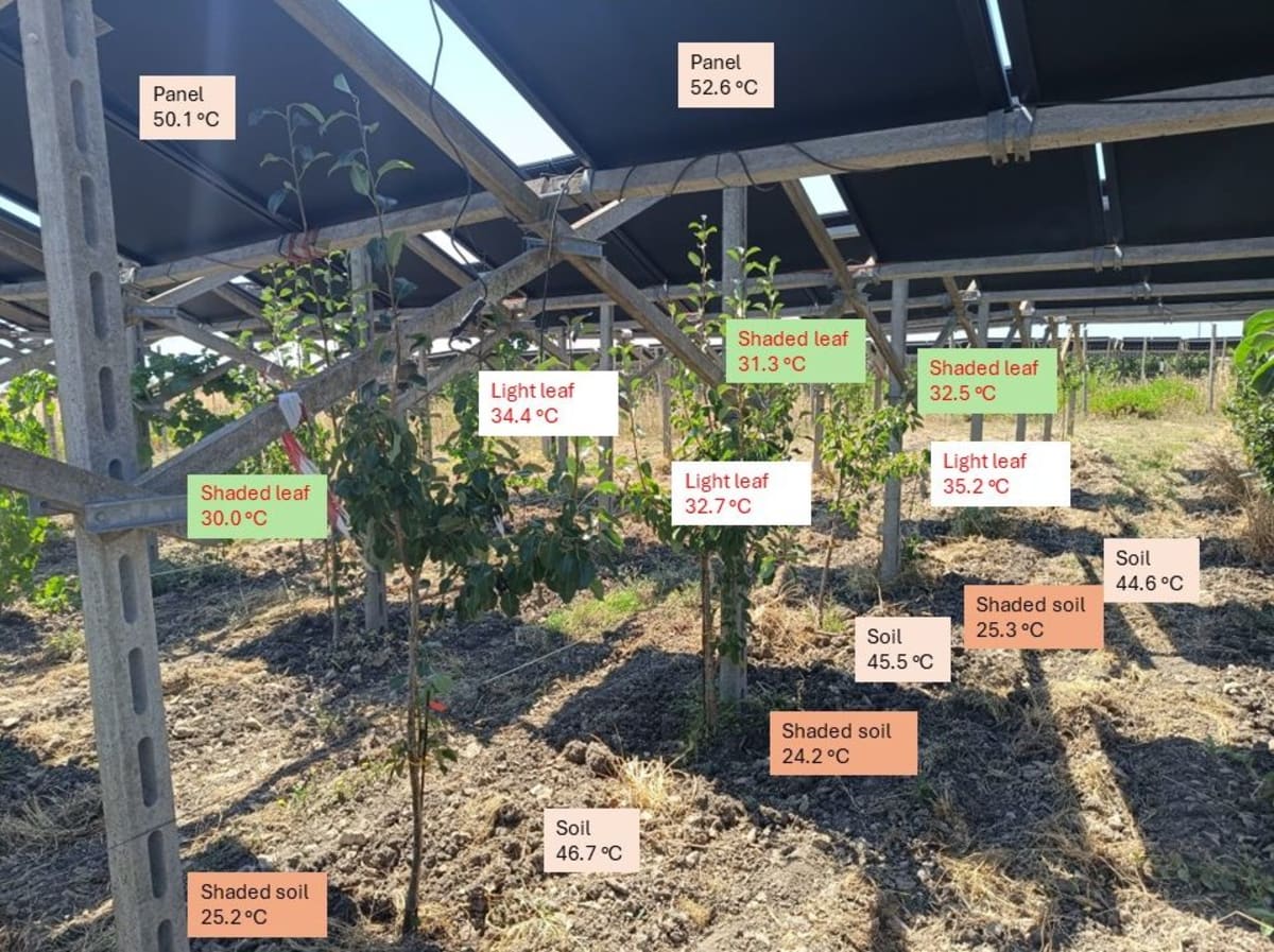 Solar Panels Over Crops Cool Soil by 20°C in Italy
