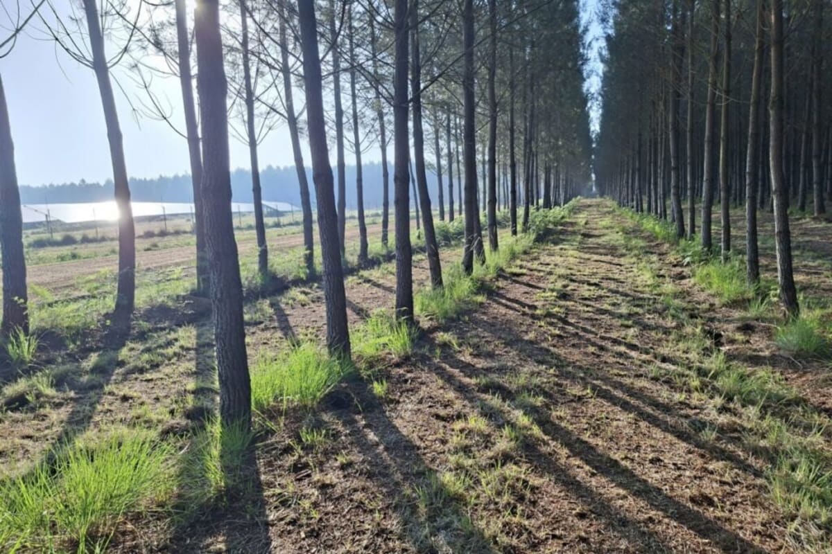 Solar Farm Survives Wildfire With Only 100 Panels Lost - Image 2