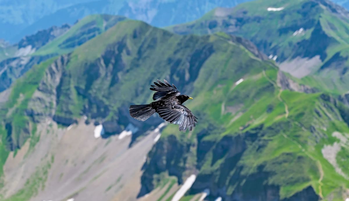 Birds See Without Oxygen in Their Retinas - Image 3