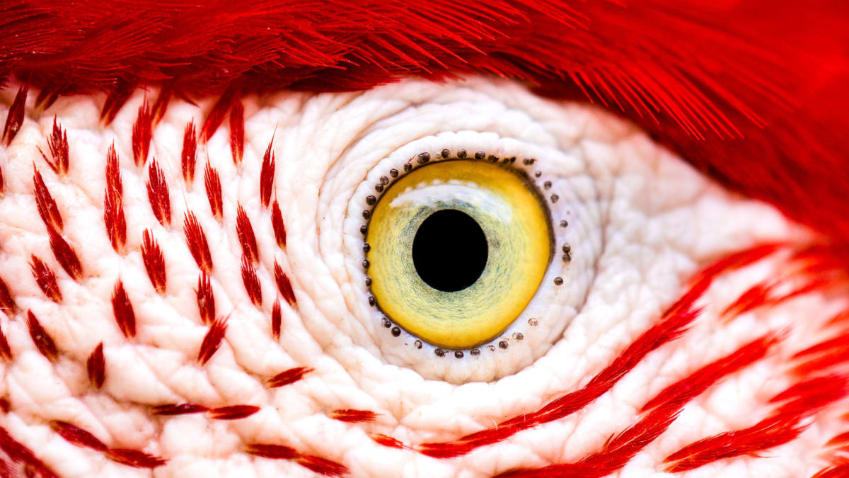 Birds See Without Oxygen in Their Retinas