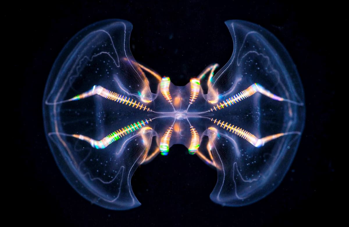 Glowing Comb Jellies Unlock Secrets of Early Animal Life - Image 2