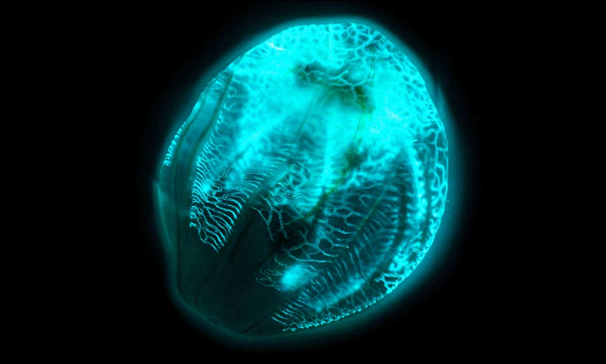 Glowing Comb Jellies Unlock Secrets of Early Animal Life - Image 5