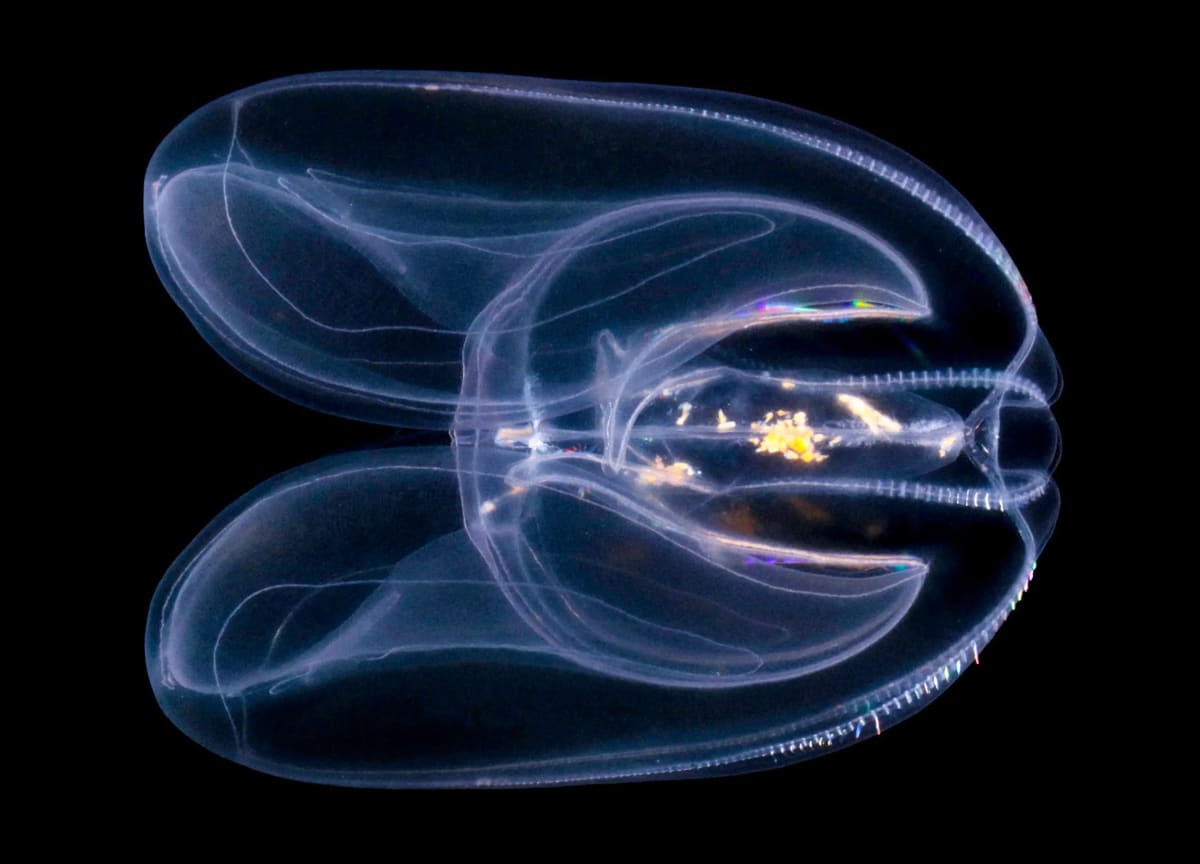 Glowing Comb Jellies Unlock Secrets of Early Animal Life - Image 4