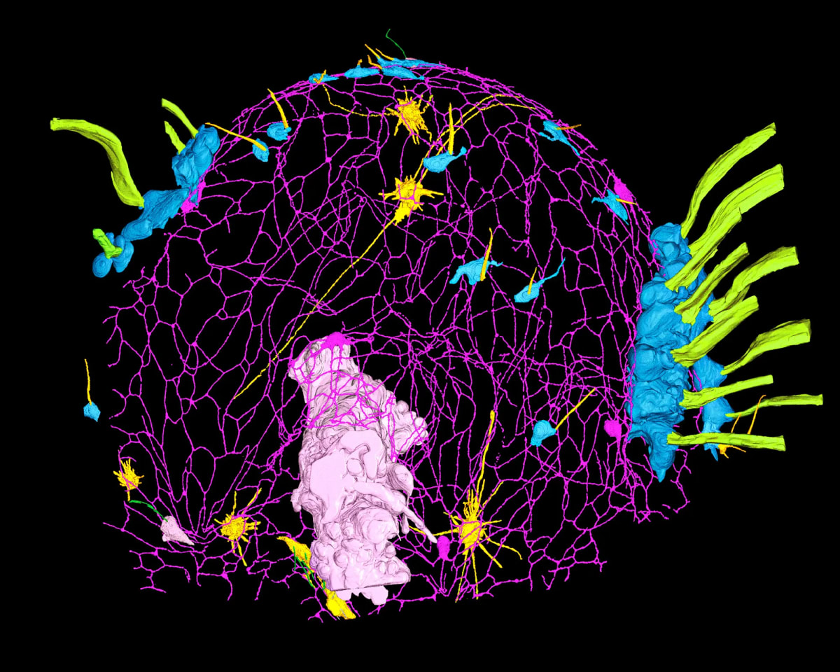 Glowing Comb Jellies Unlock Secrets of Early Animal Life - Image 3