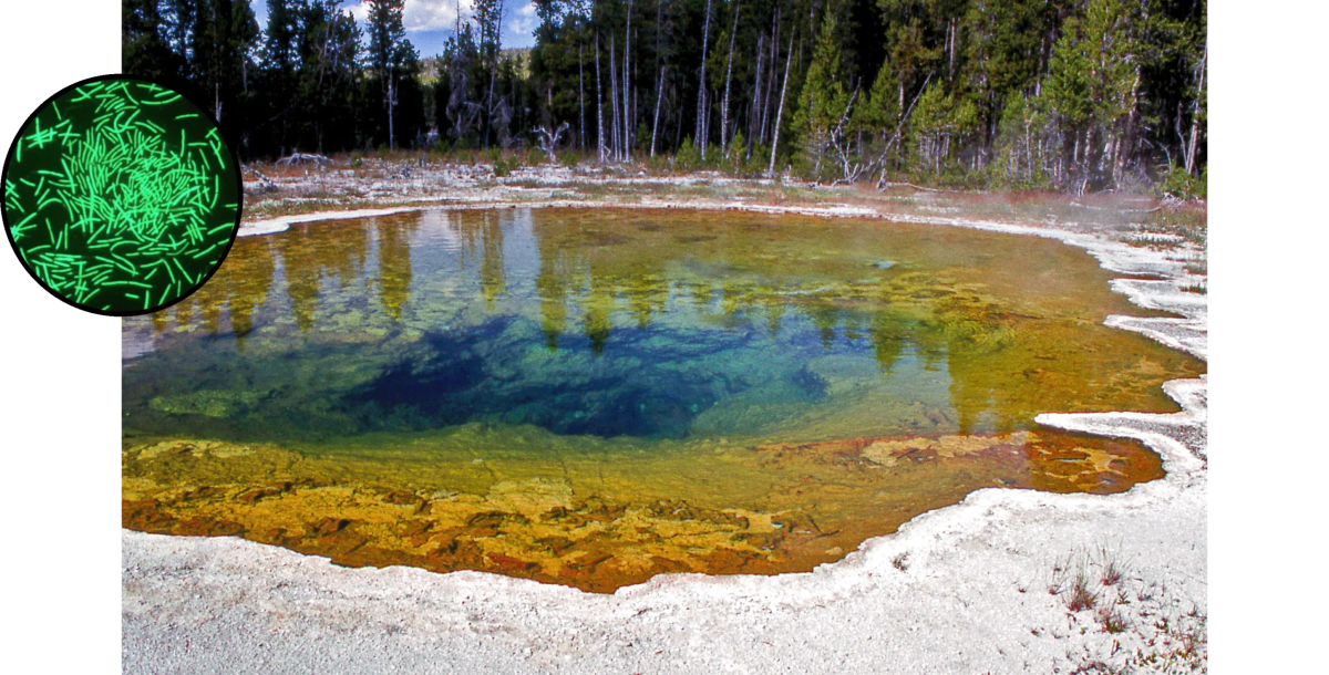 Extreme Microbes Unlock Secrets to Life on Other Planets - Image 3