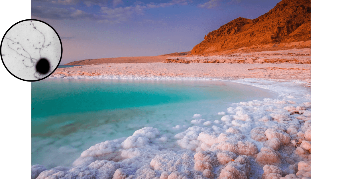 Extreme Microbes Unlock Secrets to Life on Other Planets - Image 5