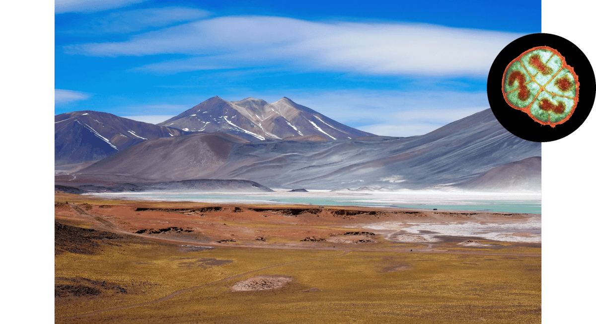Extreme Microbes Unlock Secrets to Life on Other Planets - Image 2