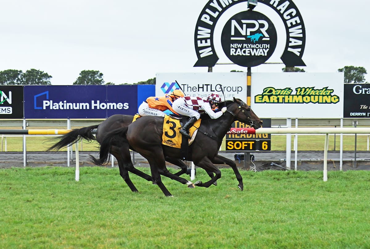 Racehorse Roaring Bebe training on Cambridge New Zealand track with mountains in background