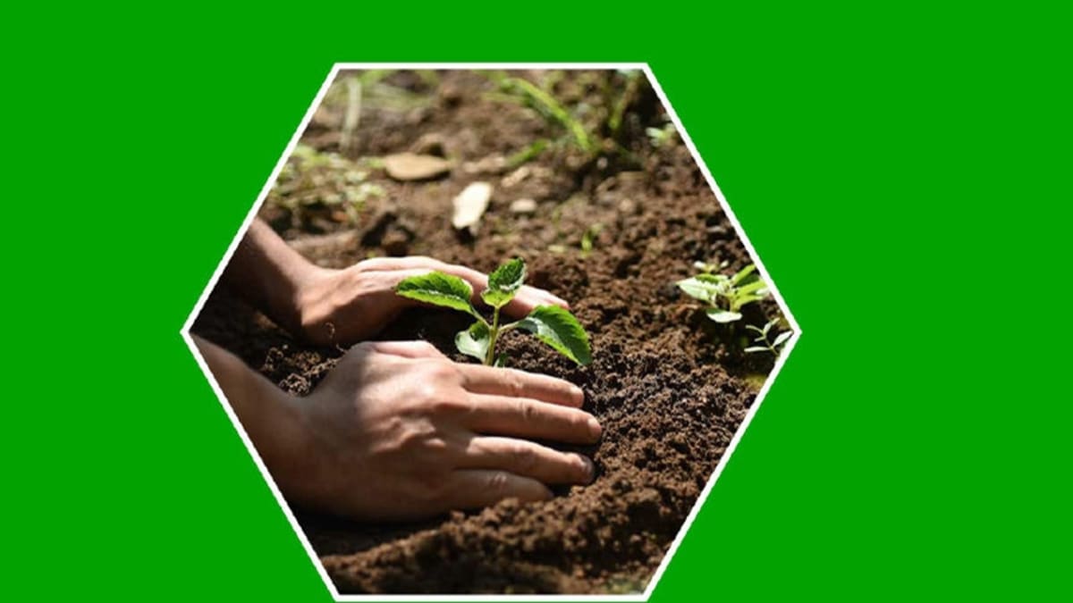 Community members planting young native trees together in open farmland in Guáimaro, Cuba