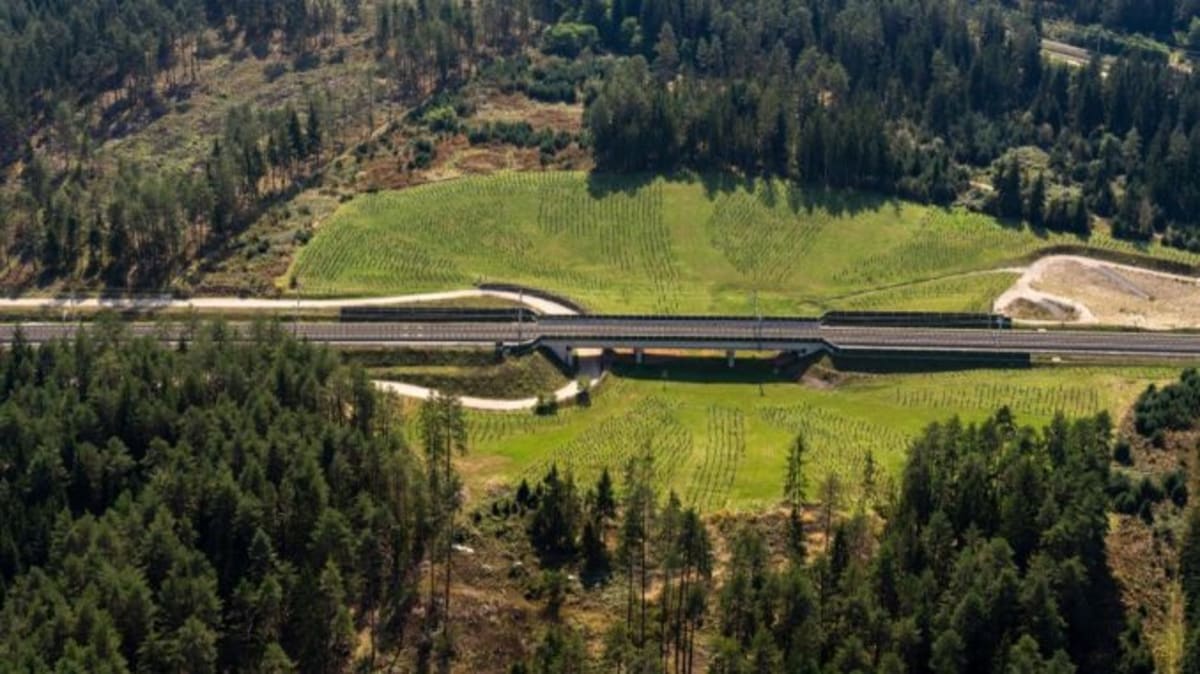Austrian Rail Plants 145,000 Trees Along New High-Speed Line - Image 2