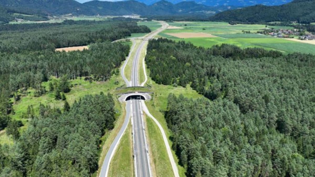 Austrian Rail Plants 145,000 Trees Along New High-Speed Line - Image 3