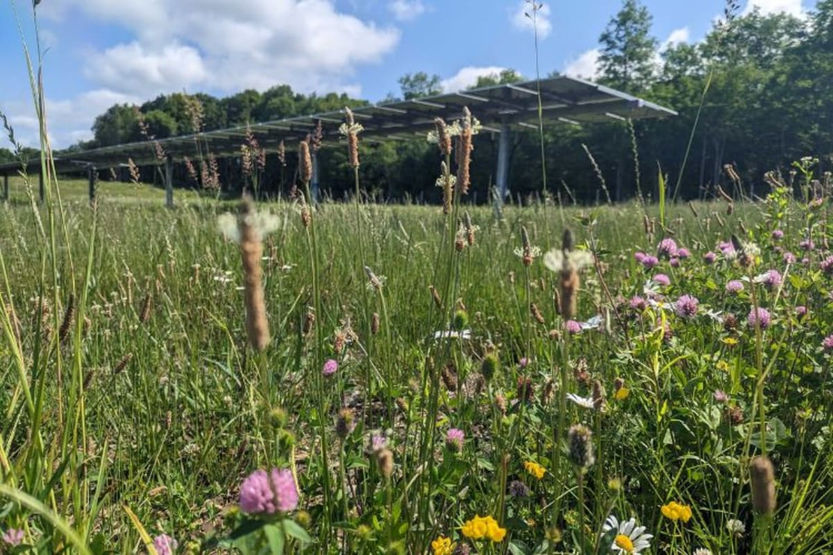 Solar Farms Now Track Wildlife With Help From Beekeepers