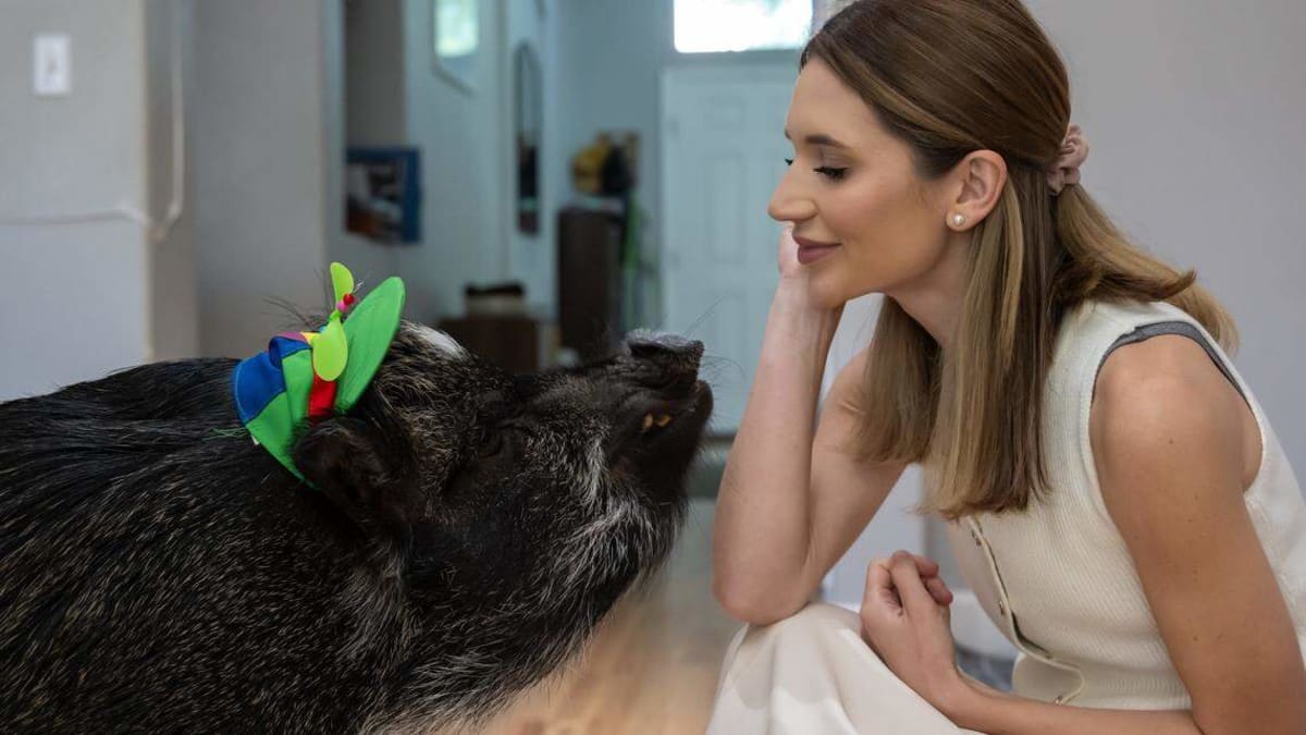 Merlin the potbellied pig wearing colorful propeller hat with owner Mina Alali in Sacramento home