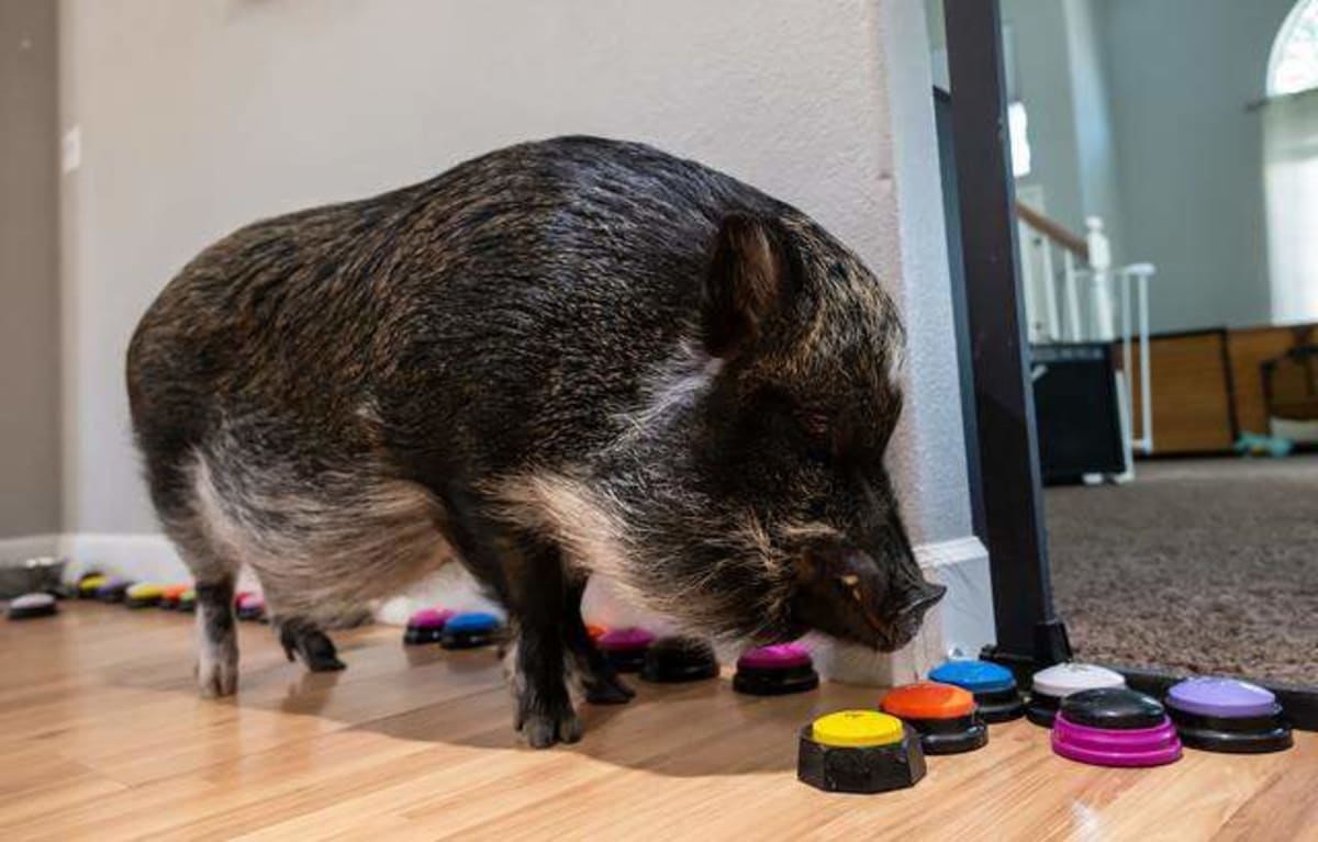 Sacramento Pig Wins World Record With 1.1M Followers - Image 4