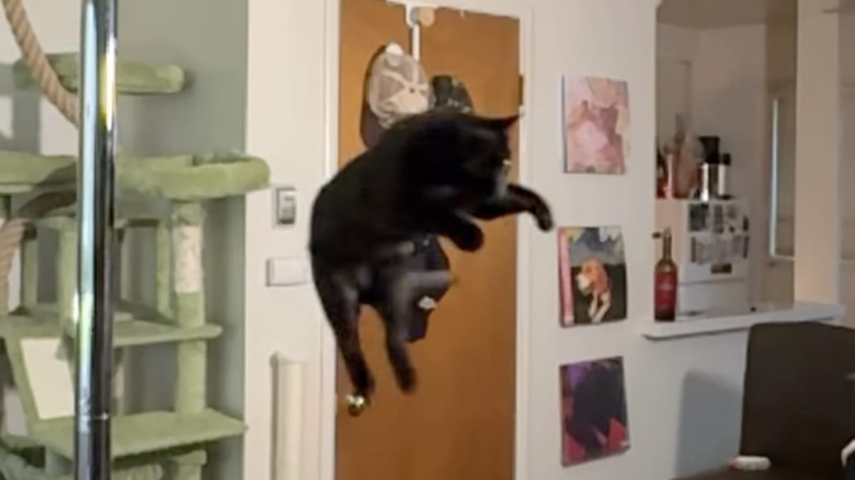 Black cat mid-leap during 104-inch long jump attempt in Sacramento home