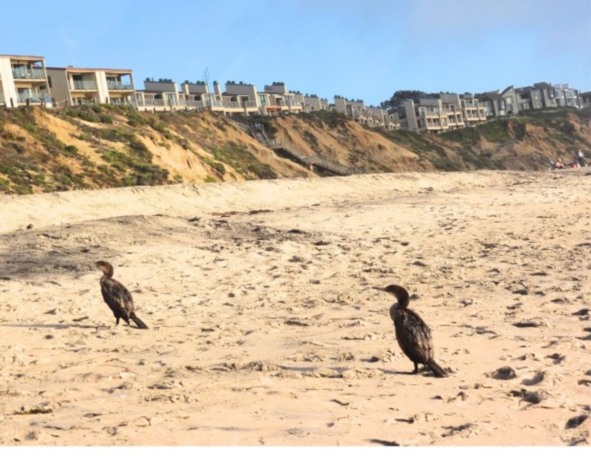 Solana Beach Launches Wildlife Rescue Crew for Seabirds - Image 2