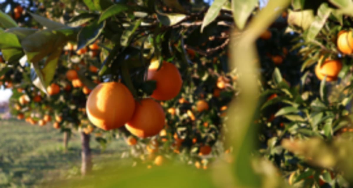 South Africa Becomes World's Top Citrus Exporter in 2025
