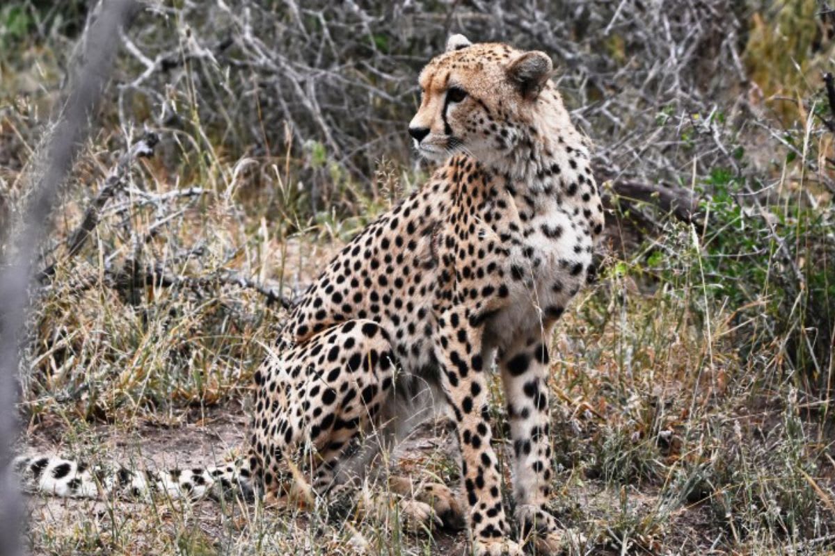 Cheetah standing alert in African grassland landscape at Royal Jozini Private Game Reserve