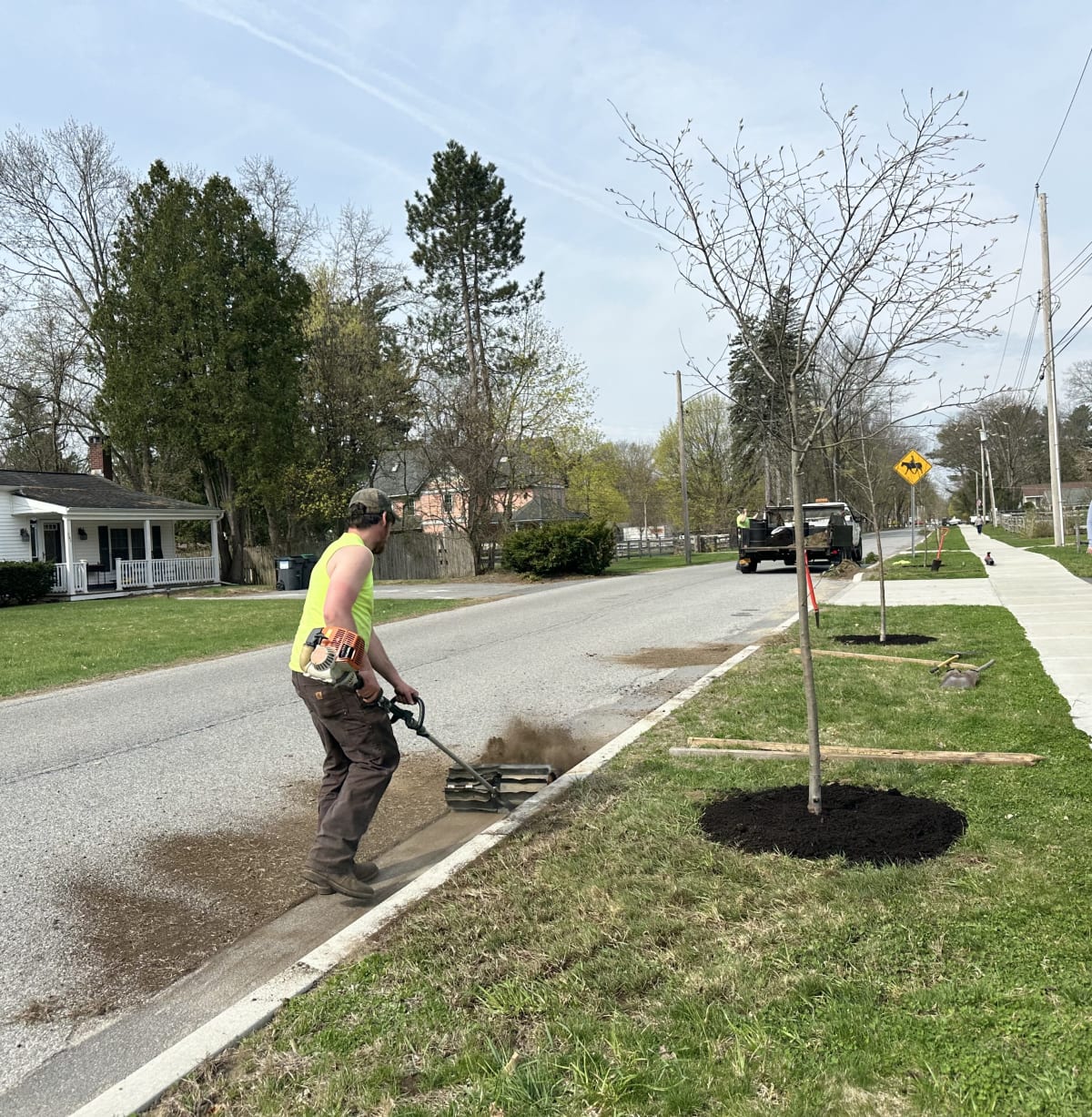 New York Opens $20M Fund for Urban Tree Planting