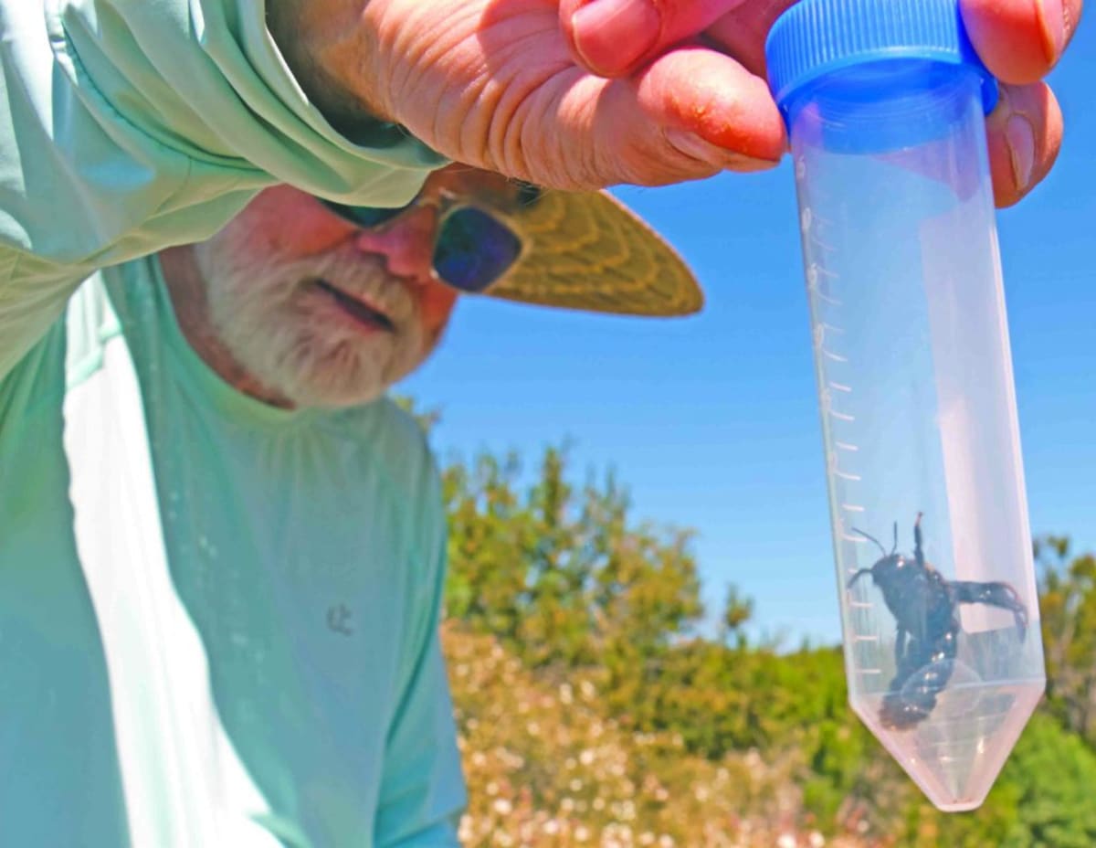 New Mexico Volunteers Join Nationwide Quest to Save Bumblebees