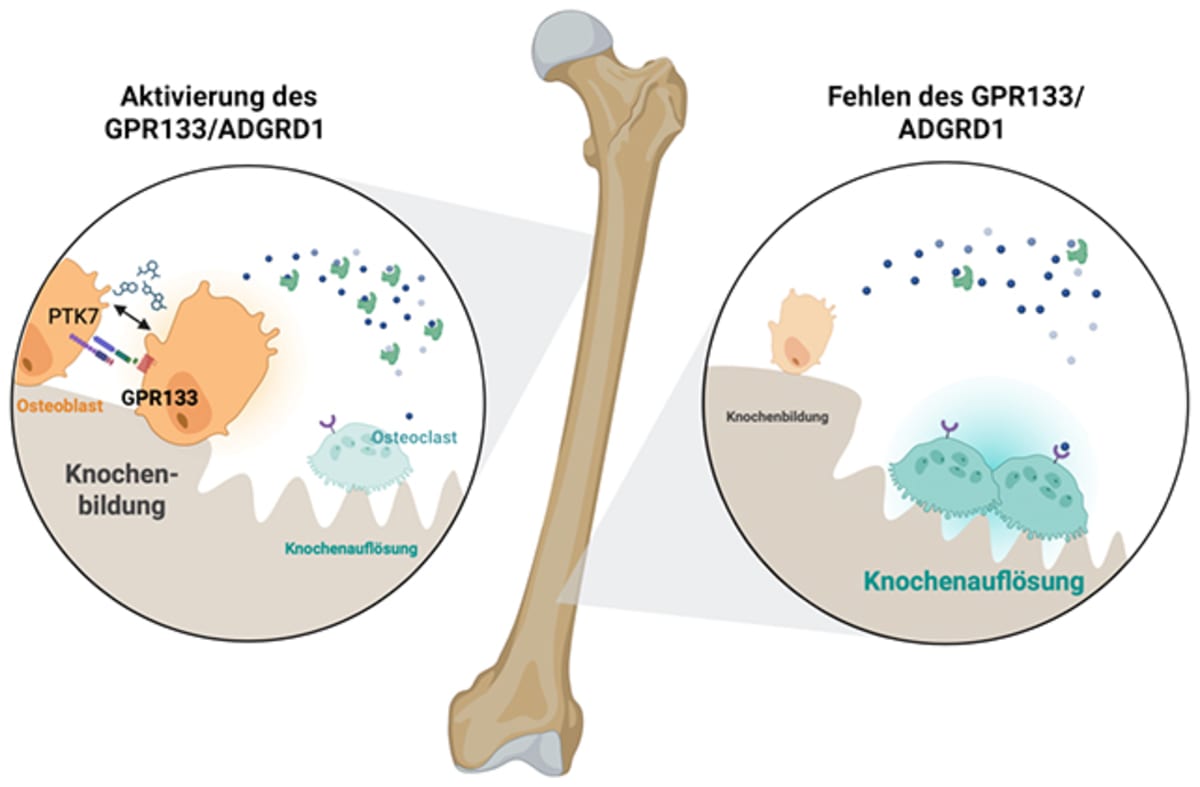 Scientists Discover Bone Receptor That Could Reverse Aging - Image 4