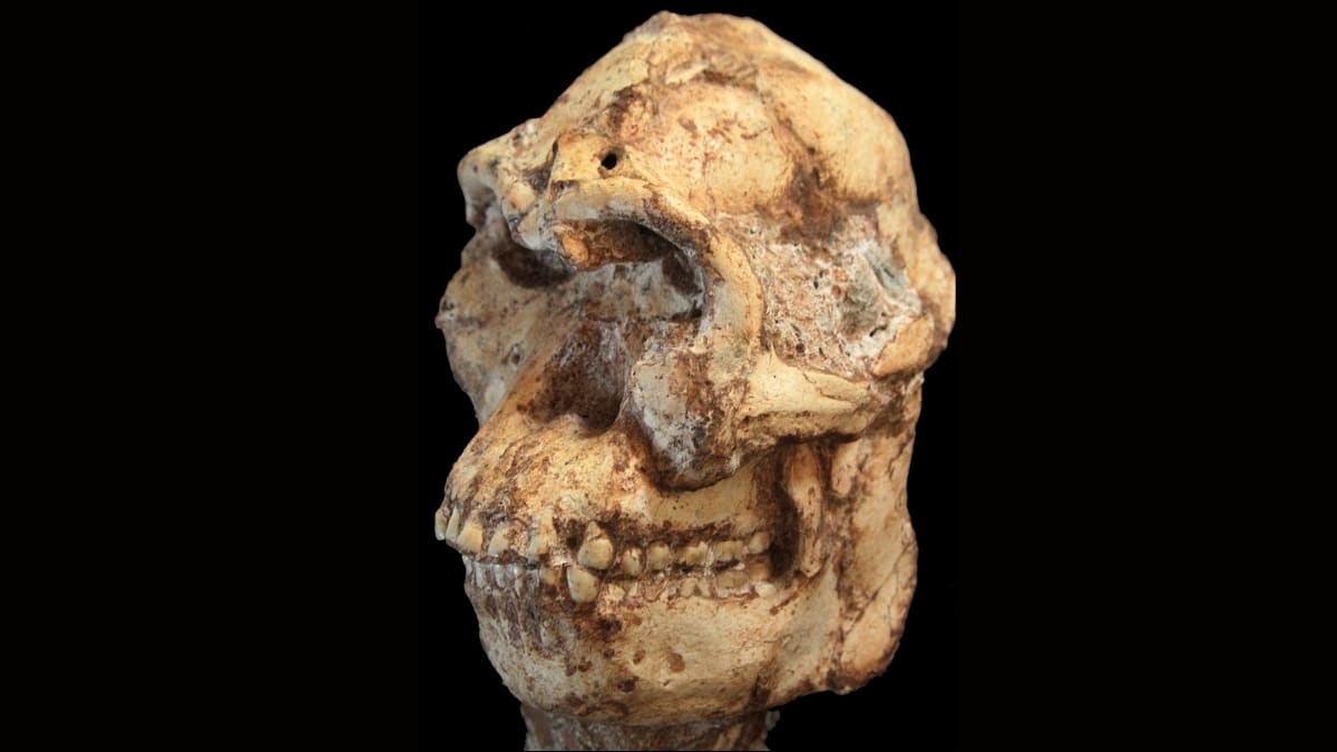 Digital reconstruction of Little Foot's 3.67-million-year-old Australopithecus skull from South Africa