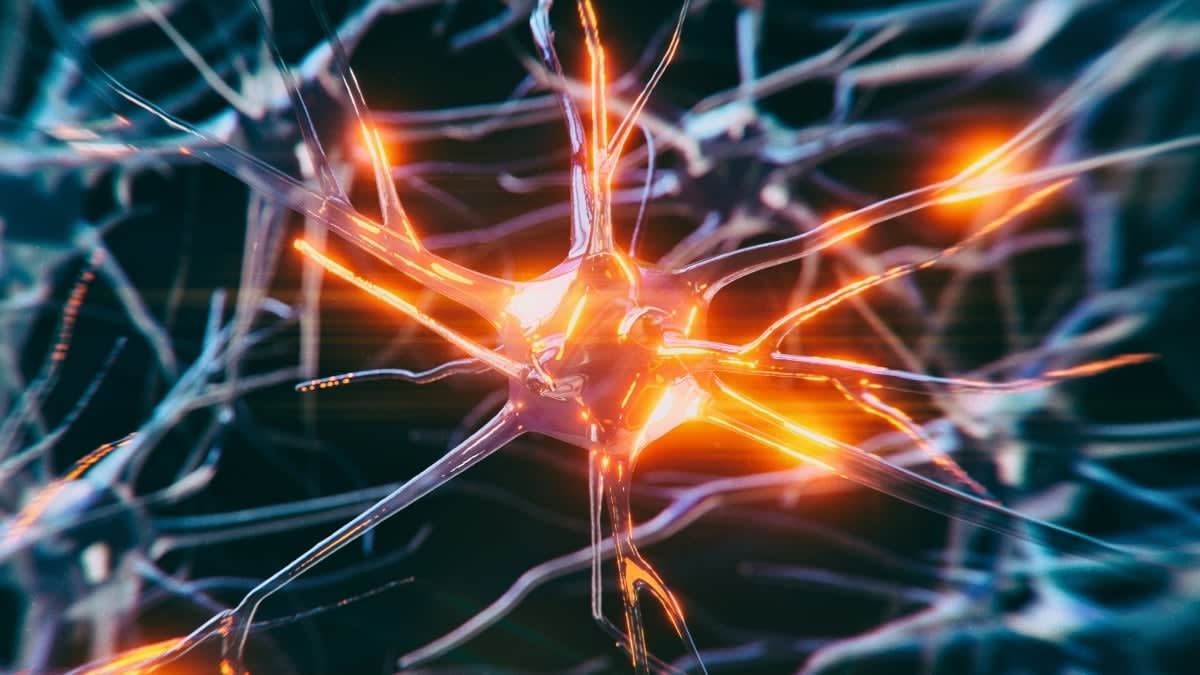 Medical illustration showing the vagus nerve connecting the brain to body organs