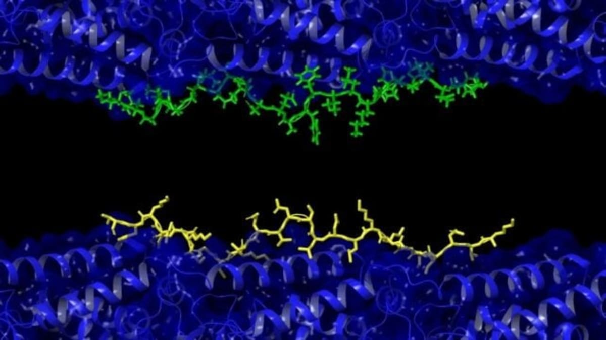 Scientists May Have Solved the Alzheimer's Mystery - Image 3