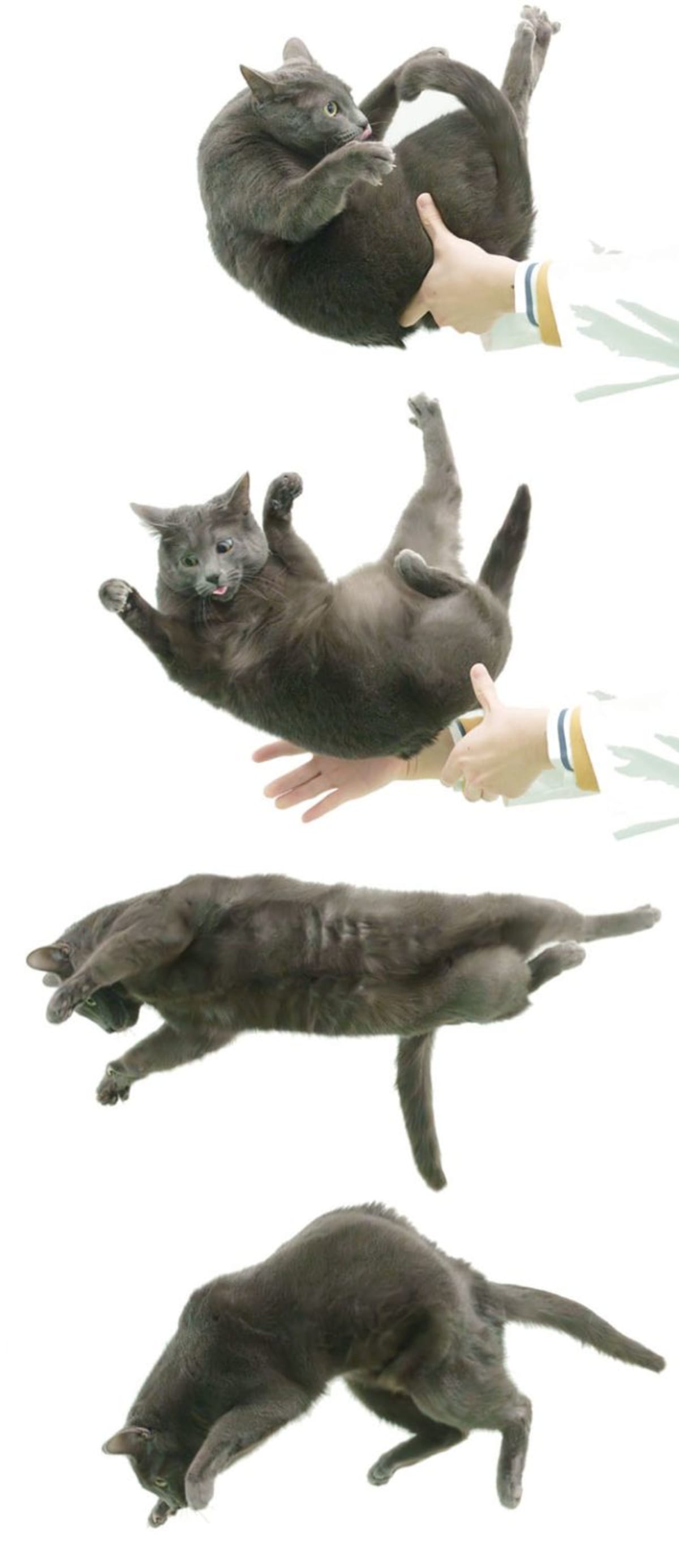 Scientists Solve 132-Year Mystery of How Cats Always Land - Image 3