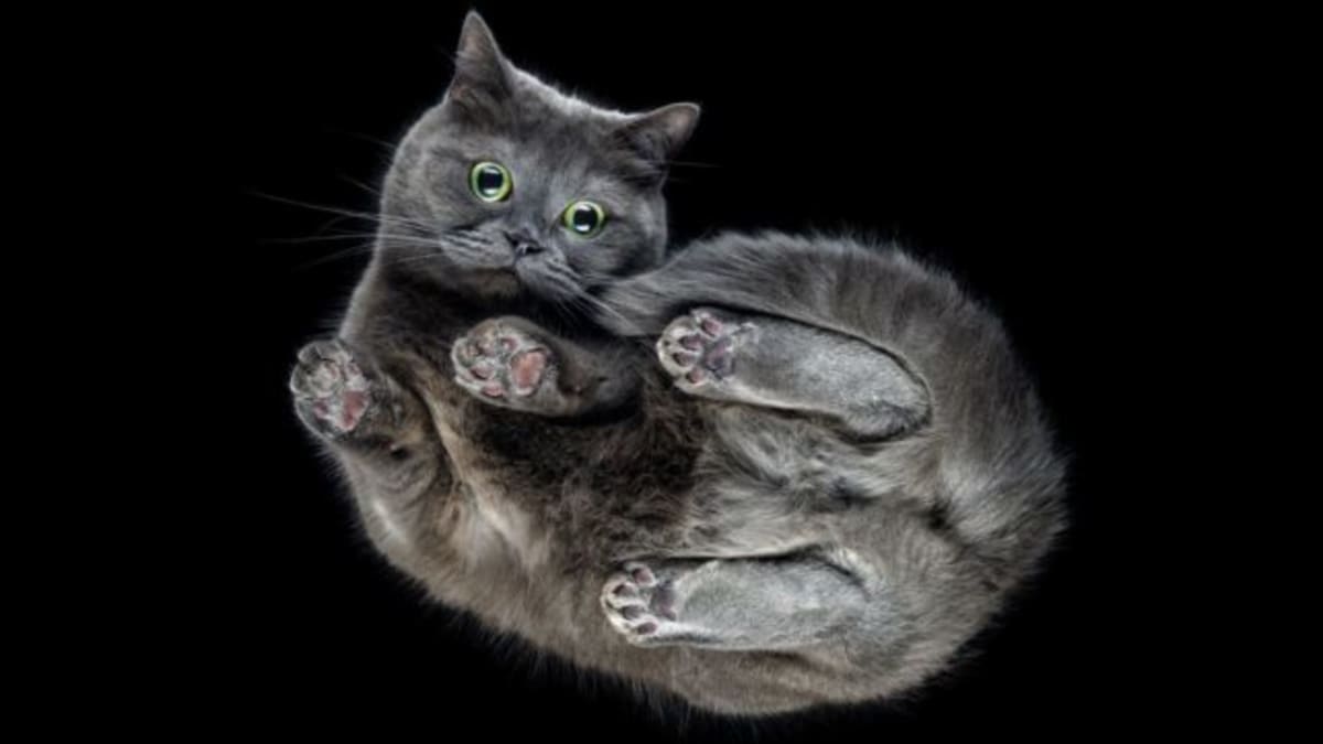 Scientists Solve 132-Year Mystery of How Cats Always Land - Image 2