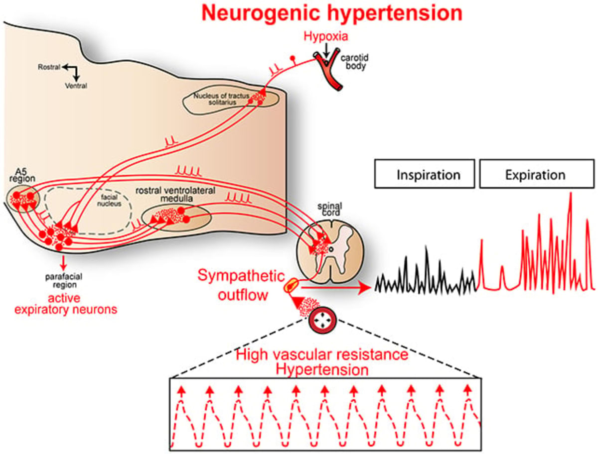 New Brain Discovery Could Help 40% Lower Blood Pressure - Image 3