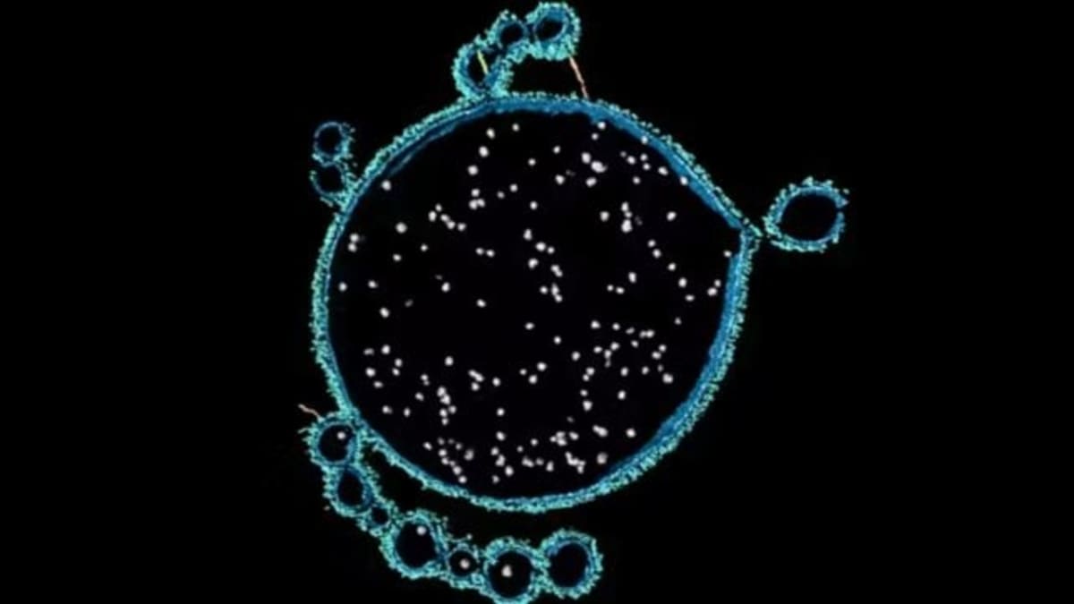 Scientists Find Key Clue to Life's Origins in Shark Bay - Image 2