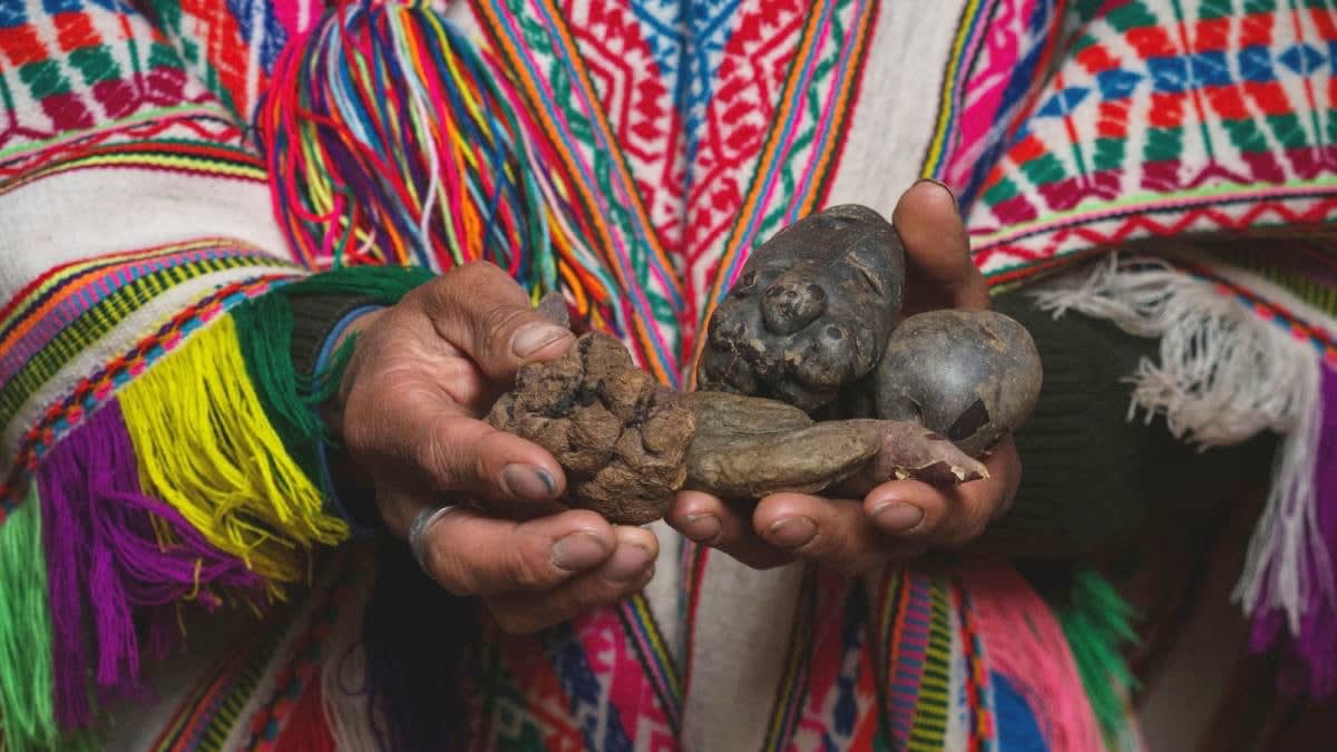 Quechua woman in traditional dress preparing potatoes on the Andean highlands plateau