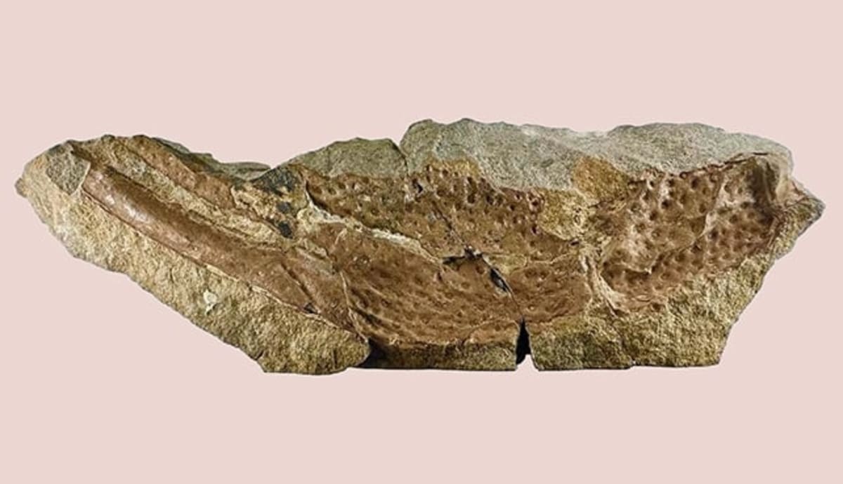 Dog-Sized Scorpion Fossil Solves 154-Year Mystery - Image 4
