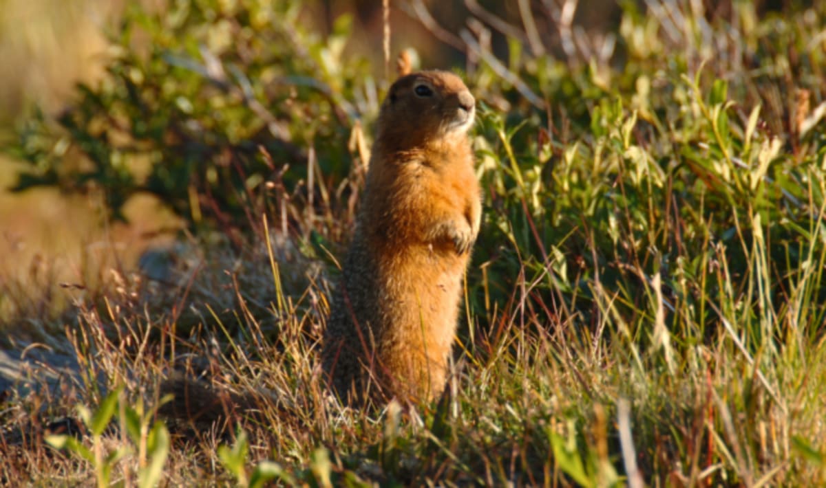 Ancient Squirrel Poop Preserves 700,000 Years of DNA - Image 4